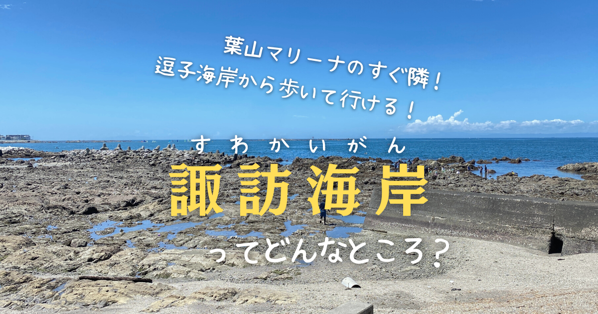 逗子海岸から歩いて磯遊び 葉山の諏訪海岸は海洋生物の宝庫だった そとでこそだて ソトコソ